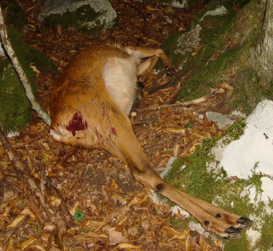 Sveže mrtva srna v gozdu - ta dan je bilo videti kar nekaj lovcev v tem gozdičku