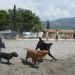 Gea, Heidi, 15 mesecna cane corso Hillary ter 3 mesecni bulcek Bowie - kamp Stobreč