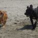 Gea in 15 mesecna cane corso Hillary - kamp Stobreč