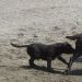 V kampu Stobrec - Gea, Heidi ter novi prijatelji (2 cane corso in bulcek)