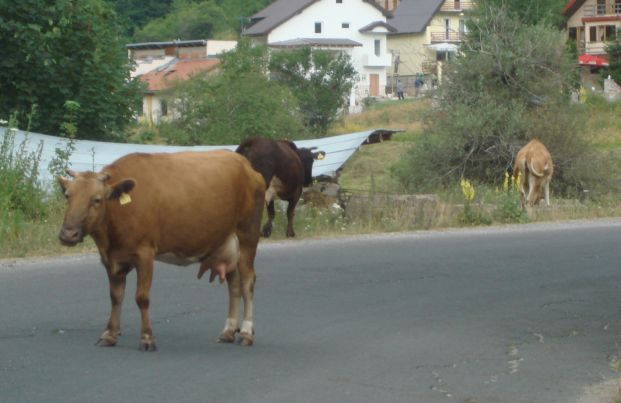 Krave na cesti - naravna ovira ;)