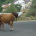 Krave na cesti - naravna ovira ;)