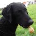 Curly coated retriever