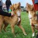 Nova scota duck tolling retriever