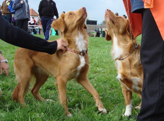 Nova scota duck tolling retriever