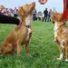 Nova scota duck tolling retriever