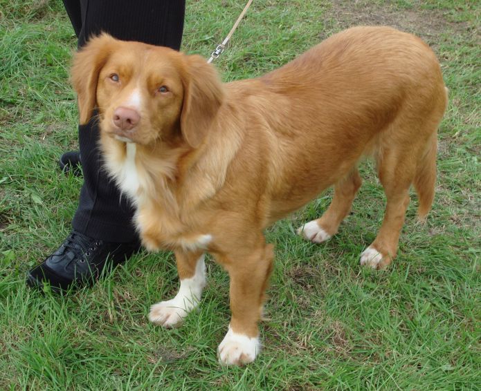 Nova scotia duck tolling retriever