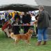 Nova scotia duck tolling retriever