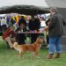 Nova scotia duck tolling retriever