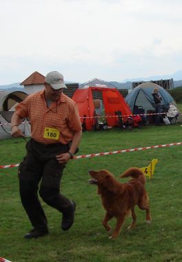 Nova scotia duck tolling retriever