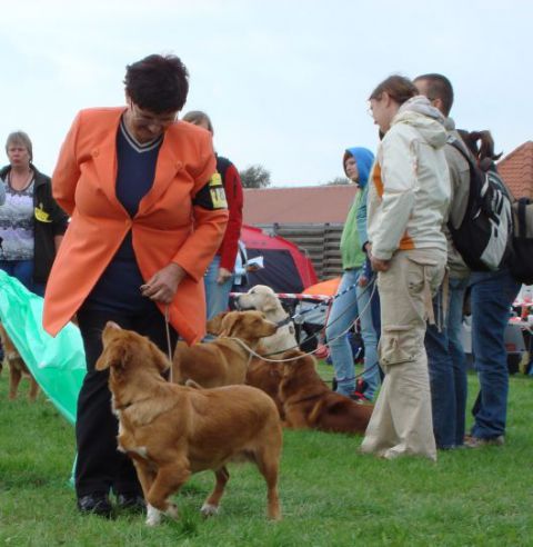 Nova scotia duck tolling retriever