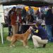 Nova scotia duck tolling retriever