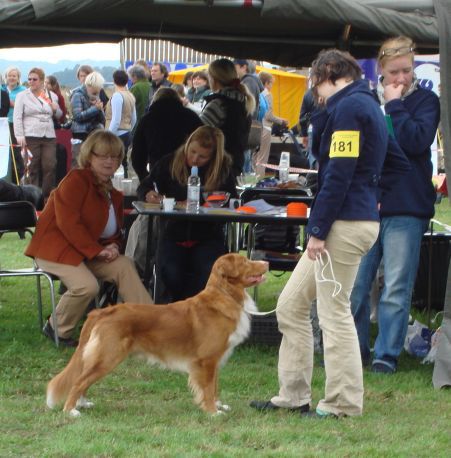 Nova scotia duck tolling retriever