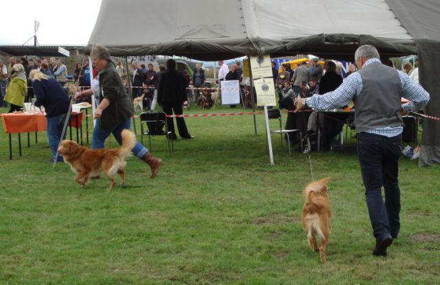 Nova scotia duck tolling retriever