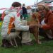 Nova scotia duck tolling retriever