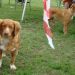 Nova scotia duck tolling retriever