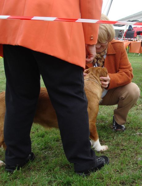 Nova scotia duck tolling retriever