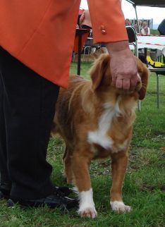 Nova scotia duck tolling retriever