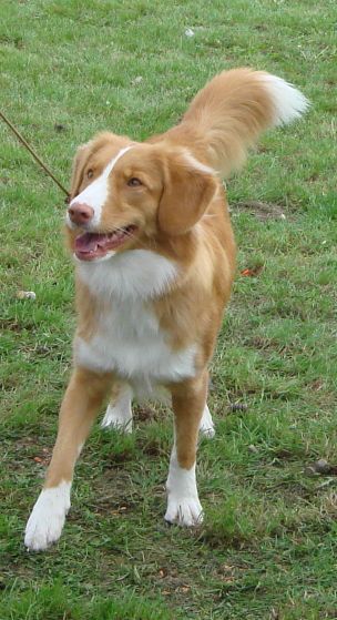 Nova scotia duck tolling retriever