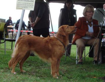 Nova scotia duck tolling retriever