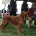 Nova scotia duck tolling retriever