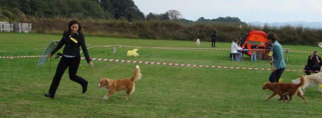 Nova scotia duck tolling retriever