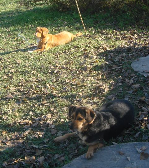 Gea Angels of Baranya in Drobizek
