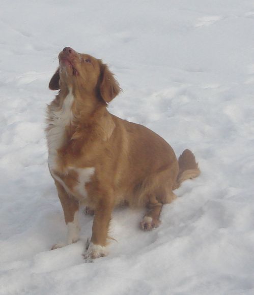 Moji in 'moji' psi 3 - foto povečava