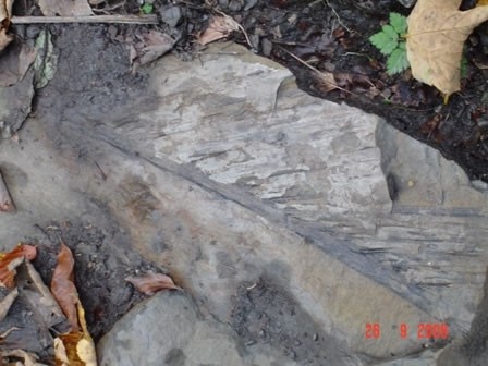 Trilobit (2006/2007) - foto povečava