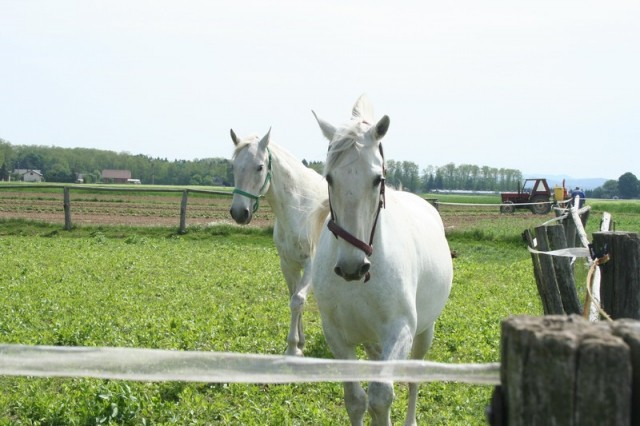 Konji - naravoslovni dan (maj 09) - foto