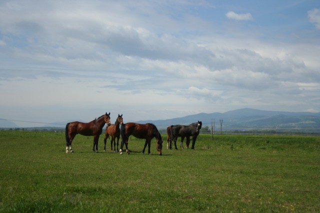 Konji - naravoslovni dan (maj 09) - foto