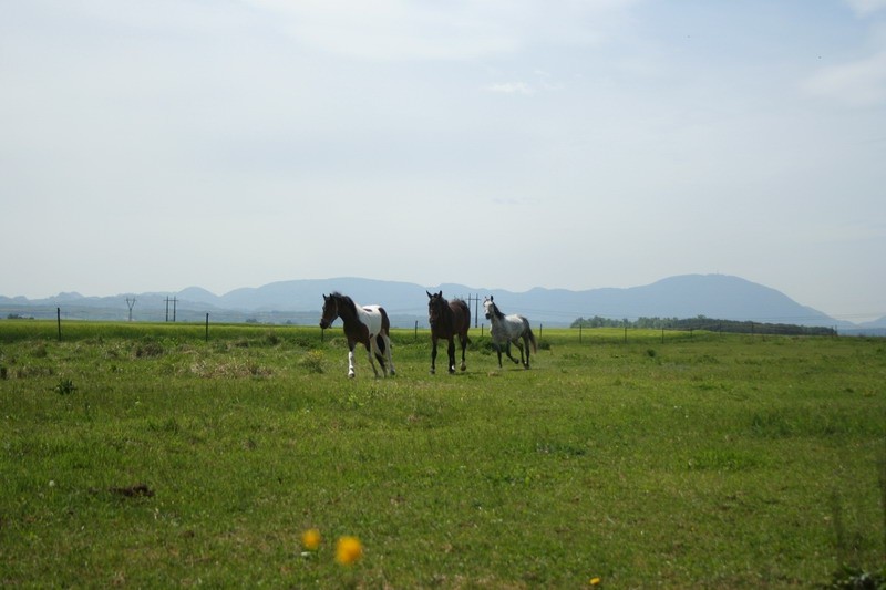 Konji - naravoslovni dan (maj 09) - foto povečava