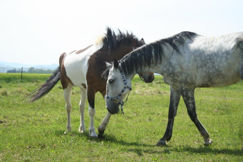 Konji - naravoslovni dan (maj 09) - foto povečava