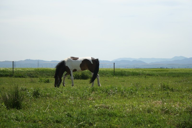 Konji - naravoslovni dan (maj 09) - foto povečava