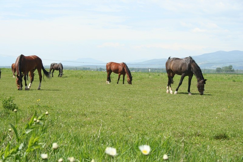 Konji - naravoslovni dan (maj 09) - foto povečava
