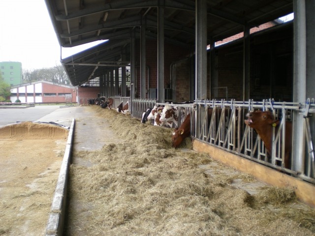 Kmetijska šola(Harsewinkel) - foto