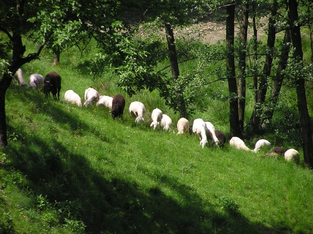 Ovce - foto