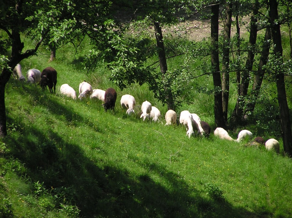 Ovce - foto povečava