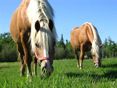 Konji-horses - foto