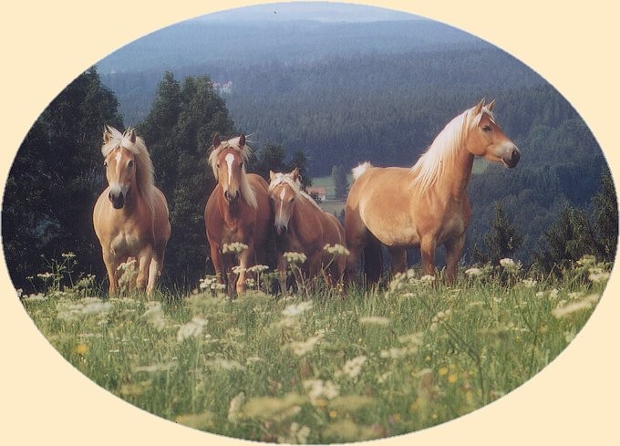 Konji-horses - foto povečava