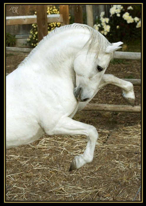 Konji-horses - foto povečava