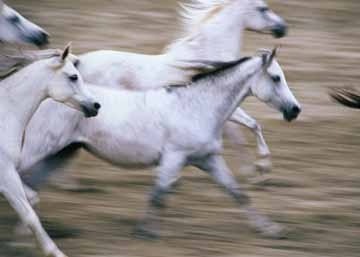 Konji-horses - foto