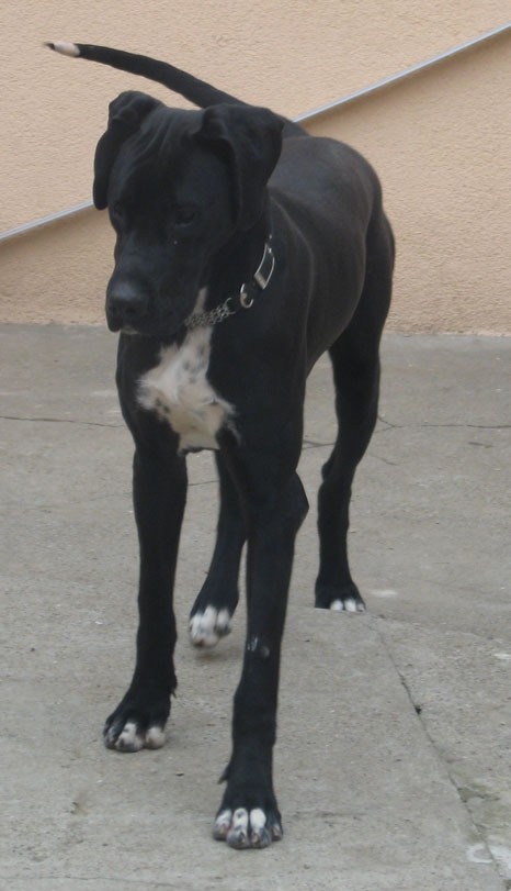 Hugo 20.3.2009.