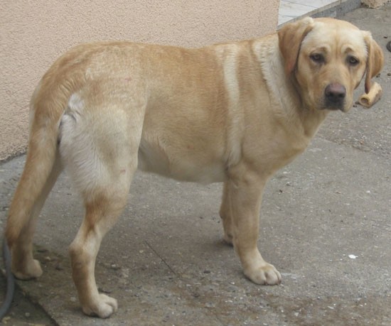 Boni 20.3.2009.