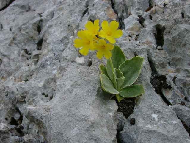 Narava - prelepa Gorenjska - foto