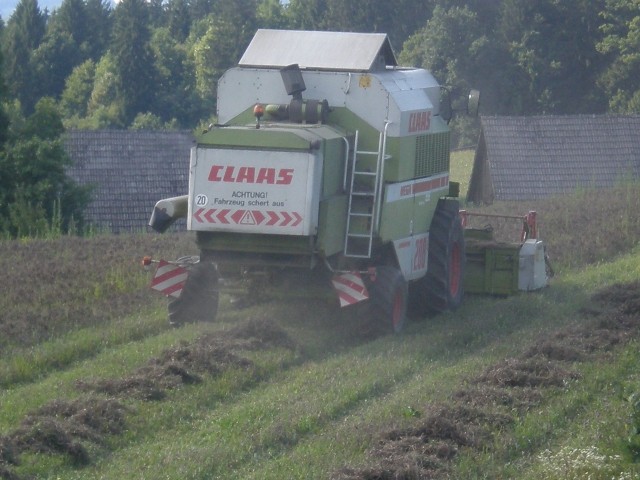 žetev krmnega graha - foto