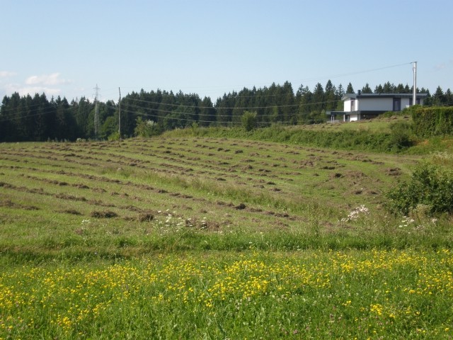 žetev krmnega graha - foto