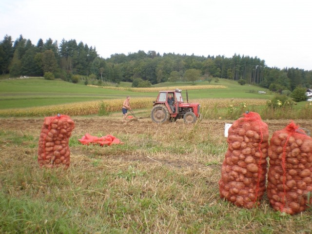 Krompir - foto