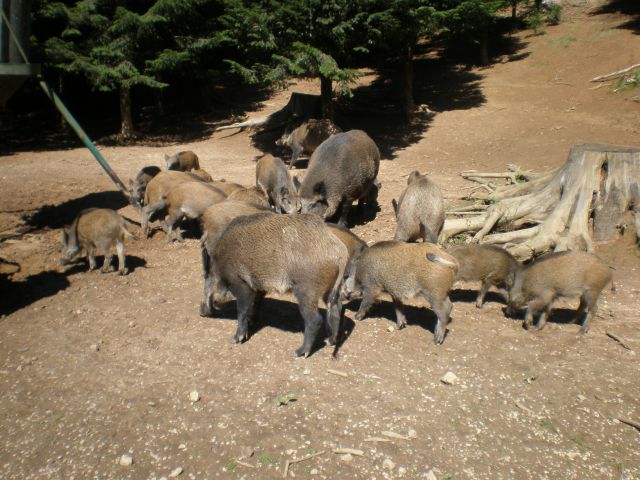 Obora Ruperč vrh - foto