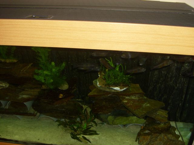 Ikola3 - foto